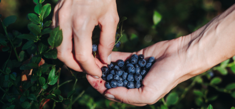 Skatteverket: Fusk och orättvis konkurrens i bärbranschen